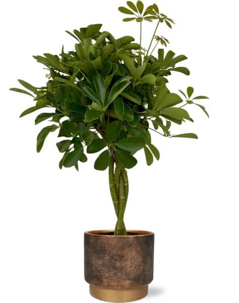 Schefflera Compacta - Vingerboom | 80 cm | Potmaat Ø19 cm | Inclusief gratis pot
