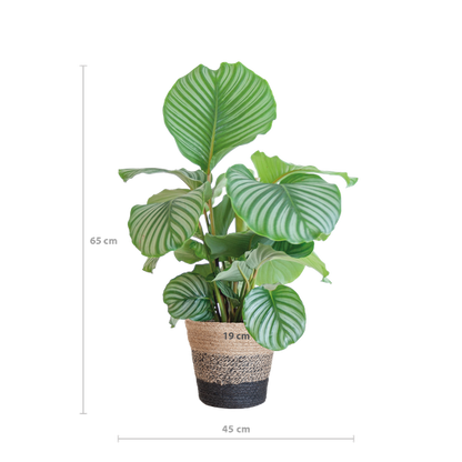 Calathea orbifolia - 65cm - Ø19