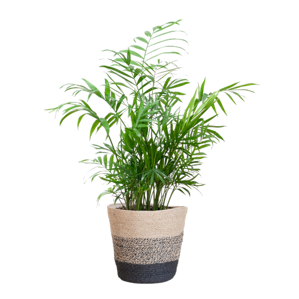 Chamaedorea Elegans - Mexicaanse Bergpalm | 55 cm | Potmaat 17 cm | Luchtzuiverend, Makkelijk & Diervriendelijk
