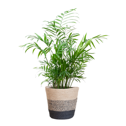 Chamaedorea Elegans - Mexicaanse Bergpalm | 55 cm | Potmaat 17 cm | Luchtzuiverend, Makkelijk & Diervriendelijk