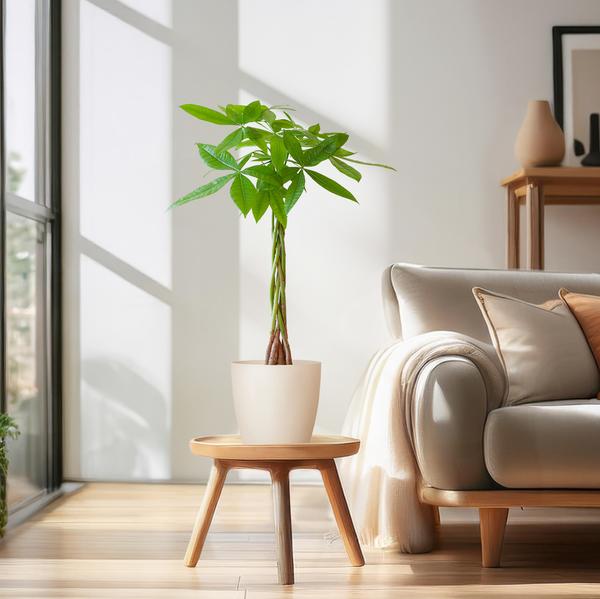Pachira Aquatica - Geldboom | 80 cm | Potmaat Ø21 cm | Luchtzuiverend & Makkelijk te verzorgen