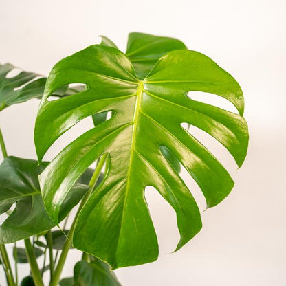 Monstera Deliciosa