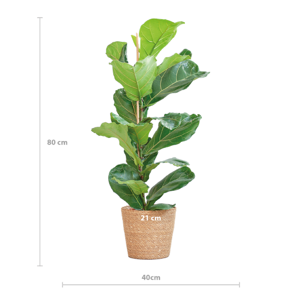 Ficus Lyrata - 80cm - Ø21