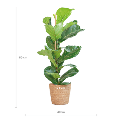 Ficus Lyrata - 80cm - Ø21