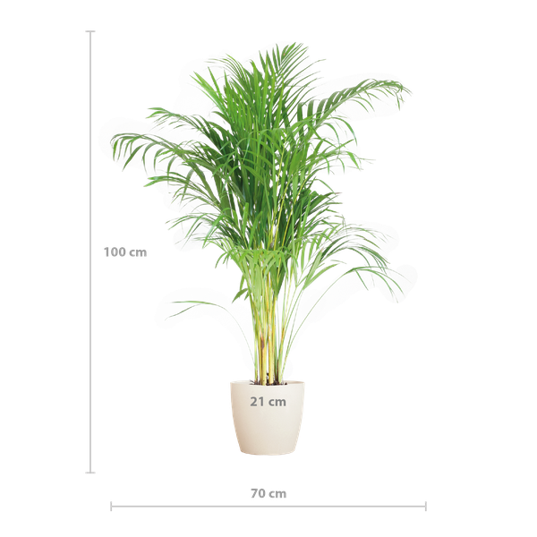 Areca Palm (Dypsis lutescens) - Goudpalm | 100 cm | Potmaat 21 cm | Inclusief gratis mand