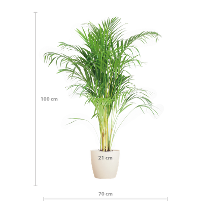 Areca Palm (Dypsis lutescens) - Goudpalm | 100 cm | Potmaat 21 cm | Inclusief gratis mand