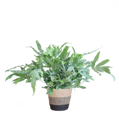 Phlebodium Aureum - Blauwvaren | 40 cm | Potmaat Ø17 cm | Luchtzuiverend, Makkelijk & Diervriendelijk