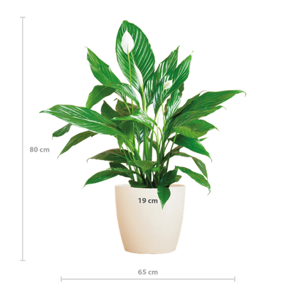 Spathiphyllum Sweet Lauretta - 80cm - Ø21