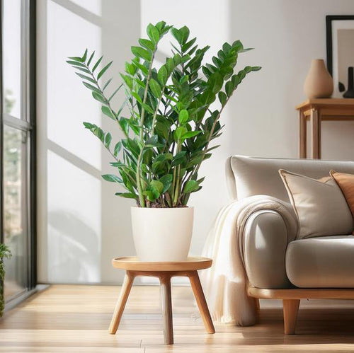 Zamioculcas Zamiifolia - ZZ Plant | 80 cm | Potmaat Ø21 cm | Weinig water & Makkelijk te verzorgen