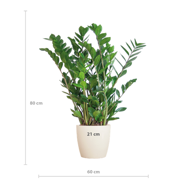 Zamioculcas Zamiifolia - ZZ Plant | 80 cm | Potmaat Ø21 cm | Weinig water & Makkelijk te verzorgen