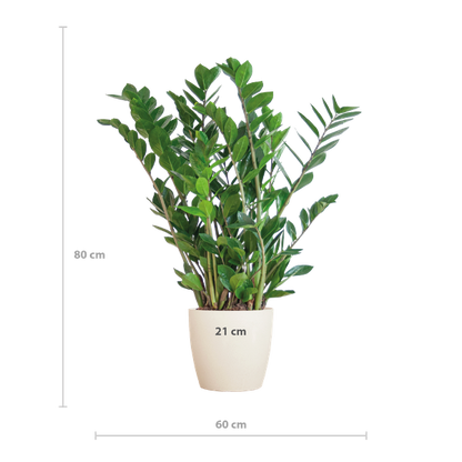 Zamioculcas Zamiifolia - ZZ Plant | 80 cm | Potmaat Ø21 cm | Weinig water & Makkelijk te verzorgen