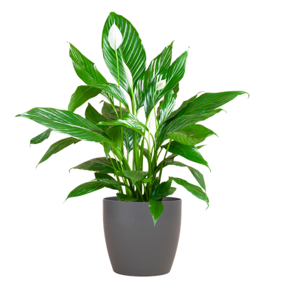 Spathiphyllum Sweet Lauretta - 80cm - Ø21