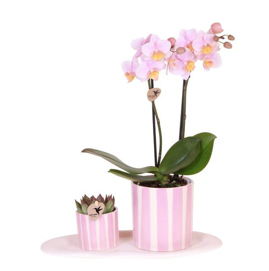 Gift set Summer Bliss