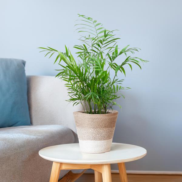 Chamaedorea Elegans - Mexicaanse Bergpalm | 55 cm | Potmaat 17 cm | Luchtzuiverend, Makkelijk & Diervriendelijk