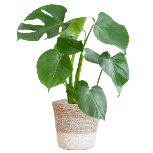 Monstera deliciosa - 50cm - Ø17