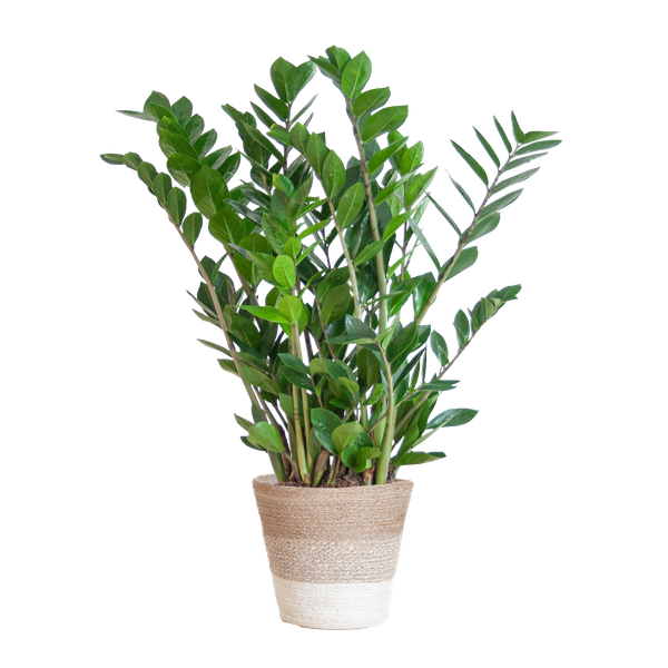 Zamioculcas Zamiifolia - ZZ Plant | 80 cm | Potmaat Ø21 cm | Weinig water & Makkelijk te verzorgen