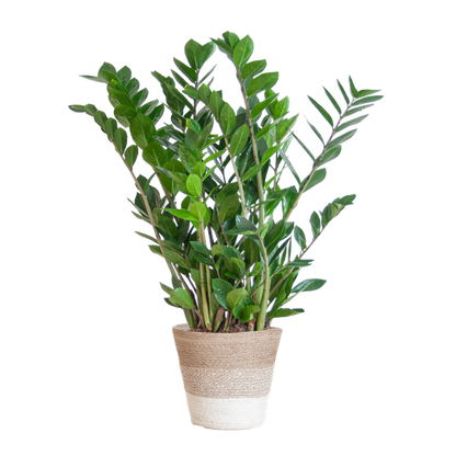 Zamioculcas Zamiifolia - ZZ Plant | 80 cm | Potmaat Ø21 cm | Weinig water & Makkelijk te verzorgen