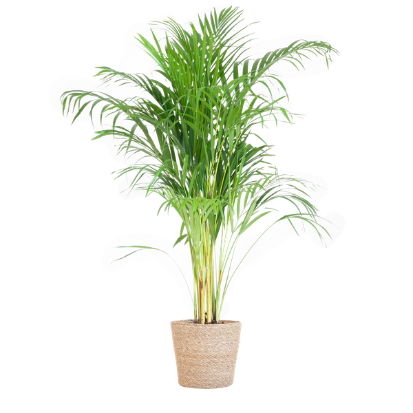Areca Palm (Dypsis lutescens) - Goudpalm | 100 cm | Potmaat 21 cm | Inclusief gratis mand