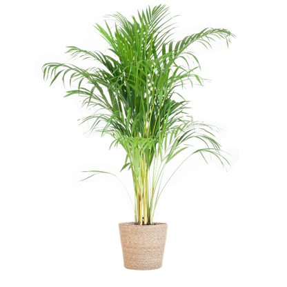 Areca Palm (Dypsis lutescens) - Goudpalm | 100 cm | Potmaat 21 cm | Inclusief gratis mand