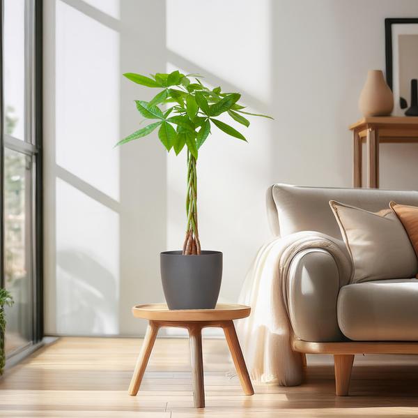 Pachira Aquatica - Geldboom | 80 cm | Potmaat Ø21 cm | Luchtzuiverend & Makkelijk te verzorgen