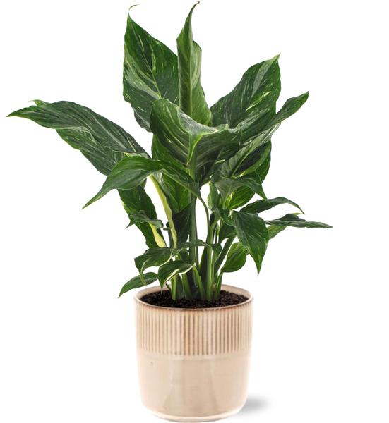 Spathiphyllum Diamond - Lepelplant | 40 cm | Potmaat Ø12 cm | Luchtzuiverend & Makkelijk te verzorgen