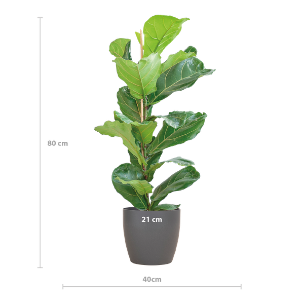 Ficus Lyrata - 80cm - Ø21