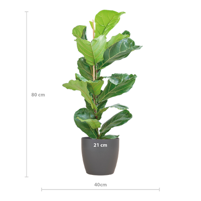 Ficus Lyrata - 80cm - Ø21