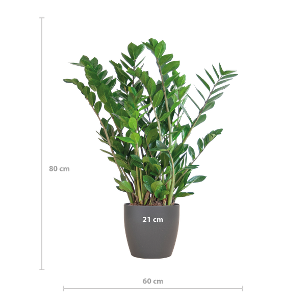 Zamioculcas Zamiifolia - ZZ Plant | 80 cm | Potmaat Ø21 cm | Weinig water & Makkelijk te verzorgen
