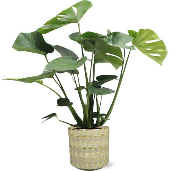 Monstera Deliciosa