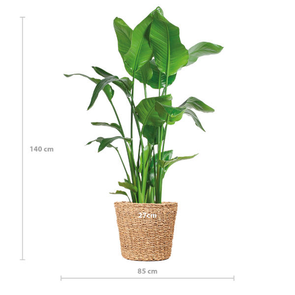 Strelitzia Nicolai XL - 140cm - Ø27