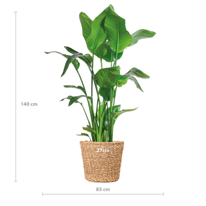 Strelitzia Nicolai XL - 140cm - Ø27