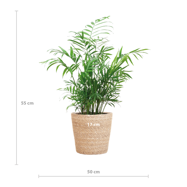 Chamaedorea Elegans - Mexicaanse Bergpalm | 55 cm | Potmaat 17 cm | Luchtzuiverend, Makkelijk & Diervriendelijk