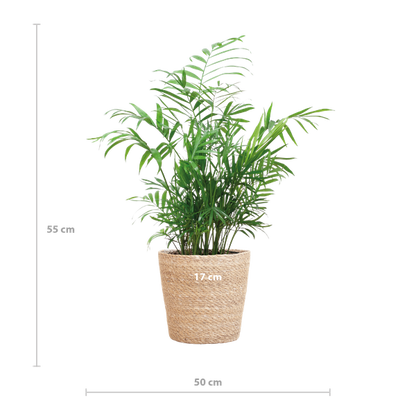 Chamaedorea Elegans - Mexicaanse Bergpalm | 55 cm | Potmaat 17 cm | Luchtzuiverend, Makkelijk & Diervriendelijk