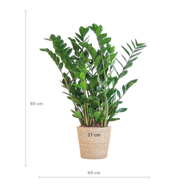 Zamioculcas Zamiifolia - ZZ Plant | 80 cm | Potmaat Ø21 cm | Weinig water & Makkelijk te verzorgen