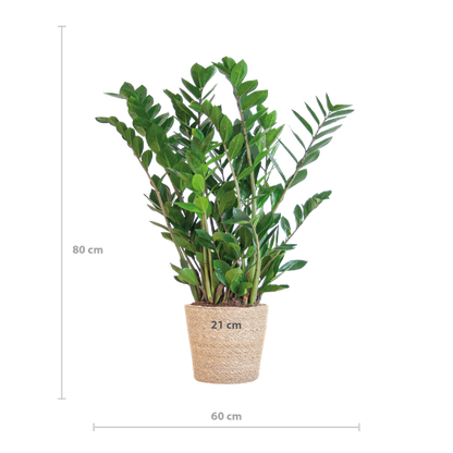 Zamioculcas Zamiifolia - ZZ Plant | 80 cm | Potmaat Ø21 cm | Weinig water & Makkelijk te verzorgen