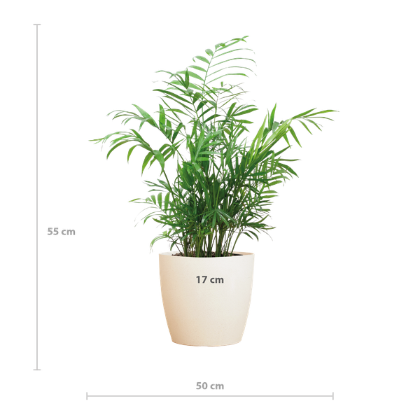 Chamaedorea Elegans - Mexicaanse Bergpalm | 55 cm | Potmaat 17 cm | Luchtzuiverend, Makkelijk & Diervriendelijk