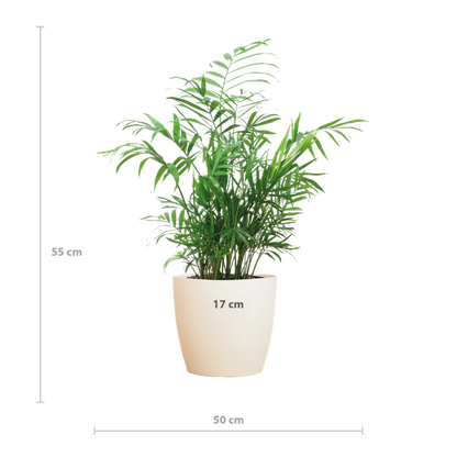 Chamaedorea Elegans - Mexicaanse Bergpalm | 55 cm | Potmaat 17 cm | Luchtzuiverend, Makkelijk & Diervriendelijk