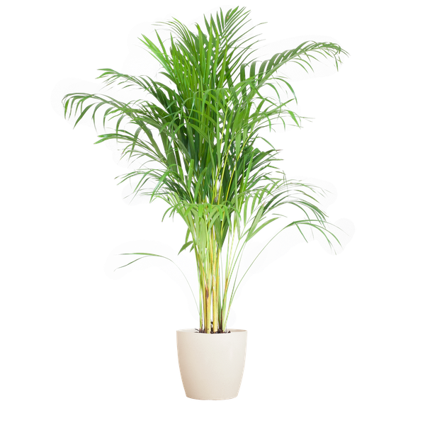 Areca Palm (Dypsis lutescens) - Goudpalm | 100 cm | Potmaat 21 cm | Inclusief gratis mand
