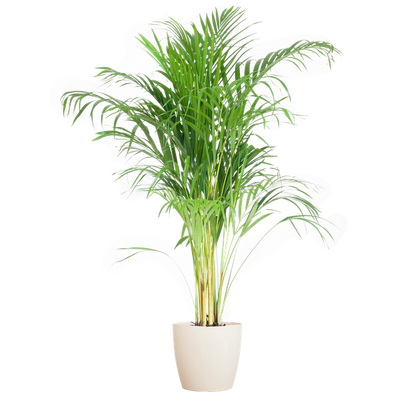 Areca Palm (Dypsis lutescens) - Goudpalm | 100 cm | Potmaat 21 cm | Inclusief gratis mand