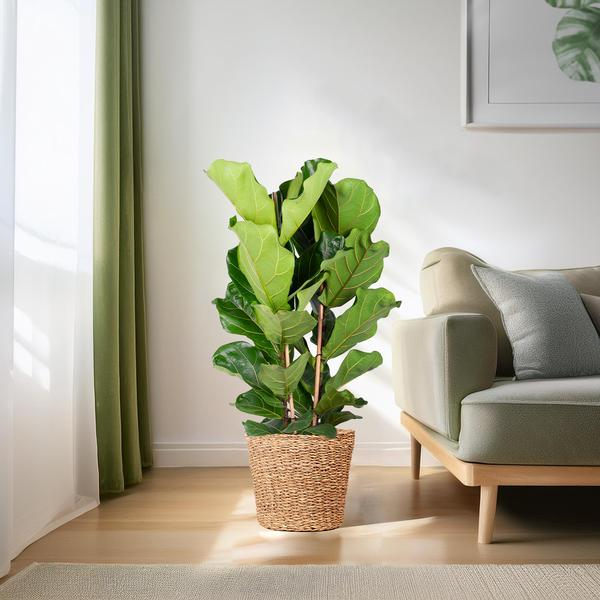 Ficus Lyrata - 80cm - Ø21