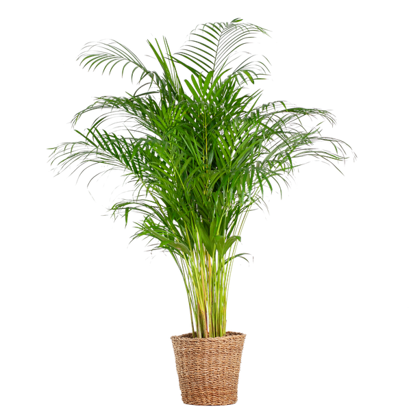 Areca Palm XL- 120cm - Ø24