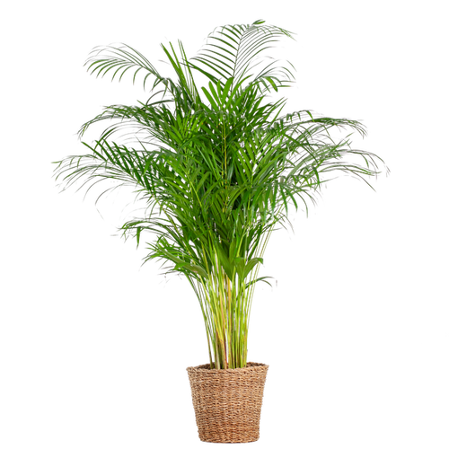 Areca Palm XL- 120cm - Ø24