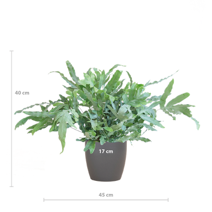 Phlebodium Aureum - Blauwvaren | 40 cm | Potmaat Ø17 cm | Luchtzuiverend, Makkelijk & Diervriendelijk