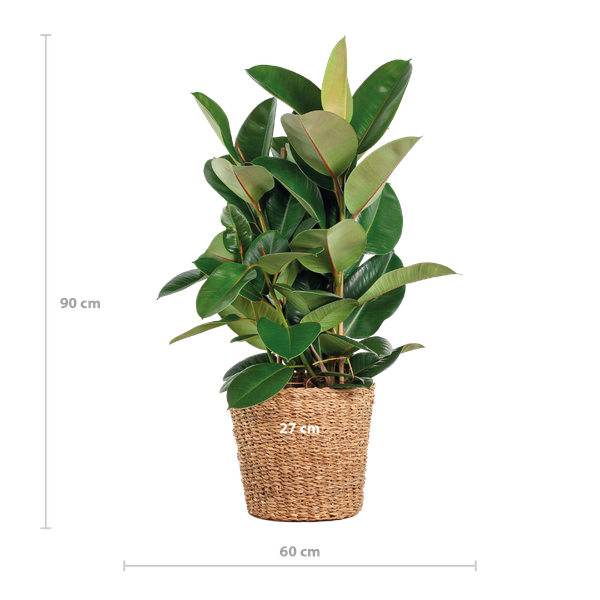 Ficus Elastica Robusta XL - 90cm - Ø27