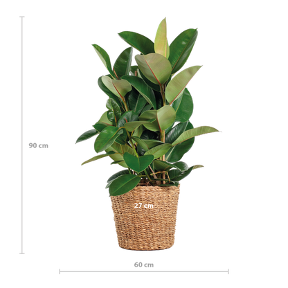 Ficus Elastica Robusta XL - 90cm - Ø27