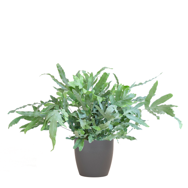 Phlebodium Aureum - Blauwvaren | 40 cm | Potmaat Ø17 cm | Luchtzuiverend, Makkelijk & Diervriendelijk