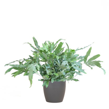 Phlebodium Aureum - Blauwvaren | 40 cm | Potmaat Ø17 cm | Luchtzuiverend, Makkelijk & Diervriendelijk