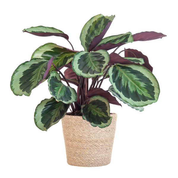 Calathea Medaillon - 65cm - Ø19