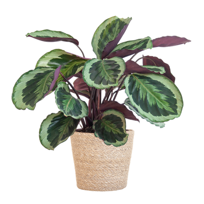 Calathea Medaillon - 65cm - Ø19