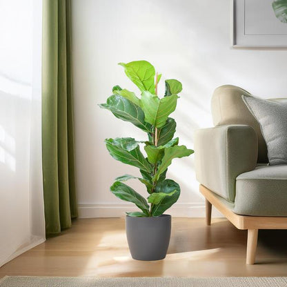 Ficus Lyrata - 80cm - Ø21